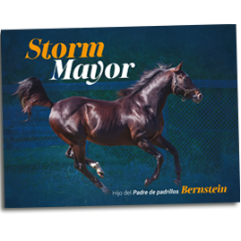 Storm Mayor